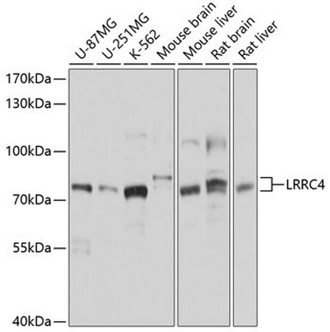 LRRC4 Antibody in Western Blot (WB)