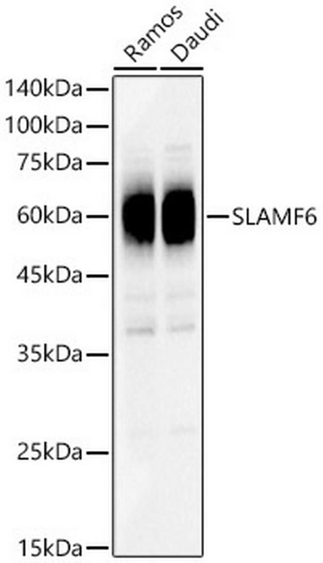 Ly-108 Antibody in Western Blot (WB)