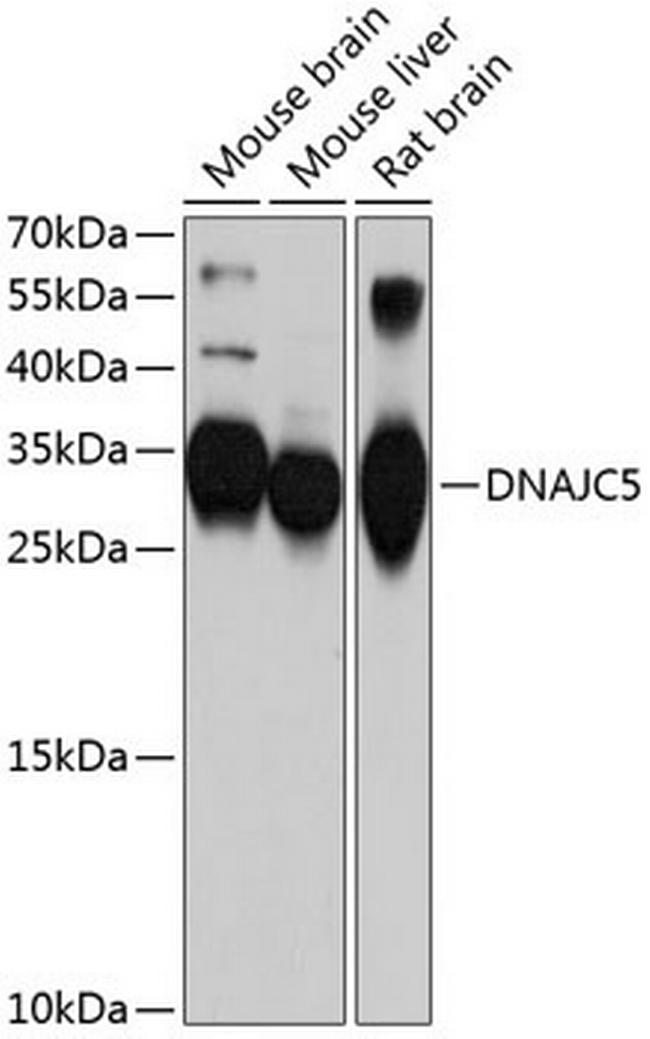 CSP alpha Antibody in Western Blot (WB)