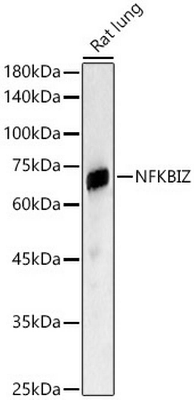 IkB zeta Antibody in Western Blot (WB)