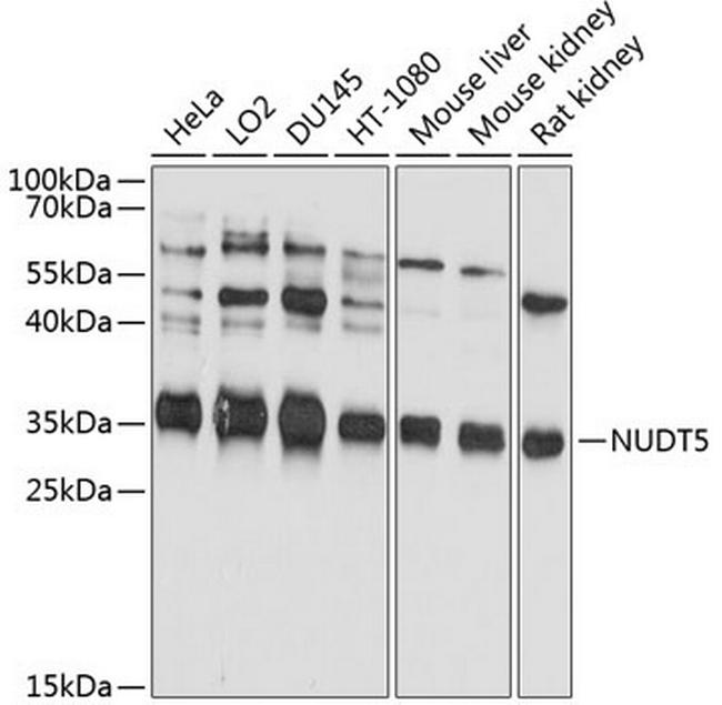 NUDT5 Antibody in Western Blot (WB)