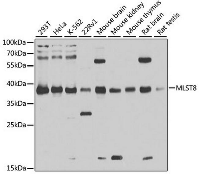 GBL Antibody in Western Blot (WB)