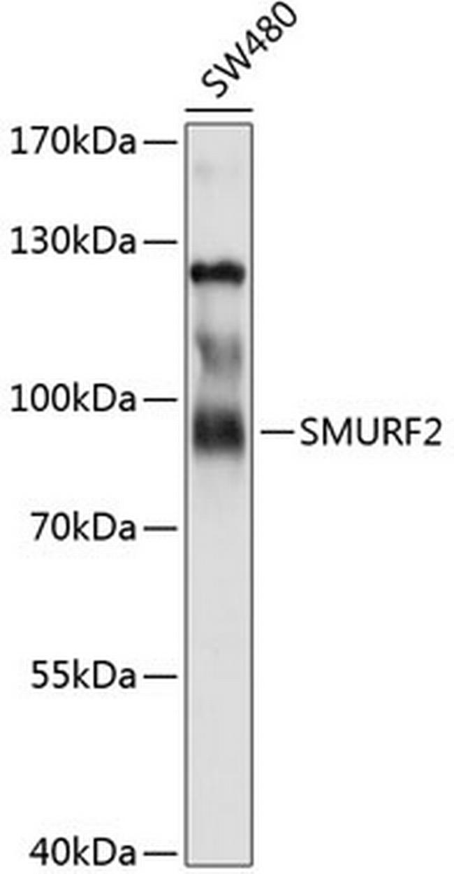 SMURF2 Antibody in Western Blot (WB)