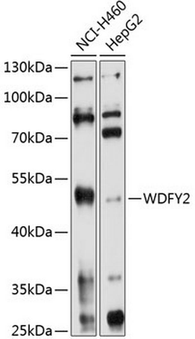 WDFY2 Antibody in Western Blot (WB)