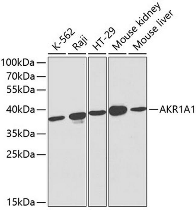 AKR1A1 Antibody in Western Blot (WB)