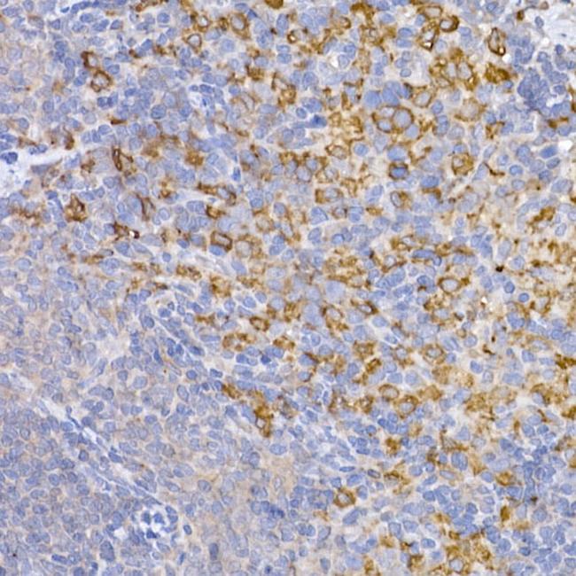 HMOX1 Antibody in Immunohistochemistry (Paraffin) (IHC (P))