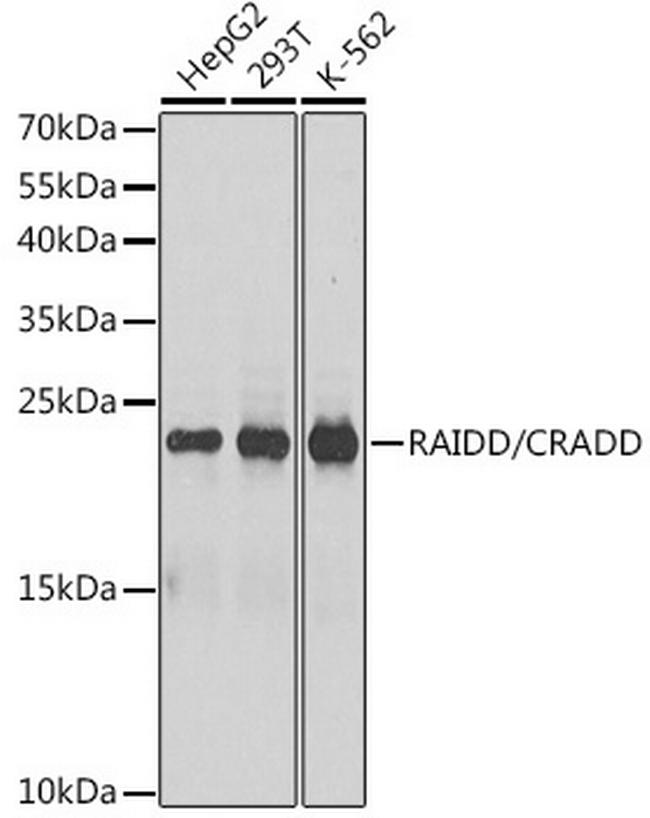 RAIDD Antibody in Western Blot (WB)