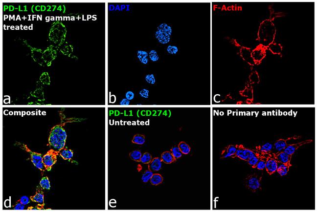 PD-L1 Antibody in Immunocytochemistry (ICC/IF)