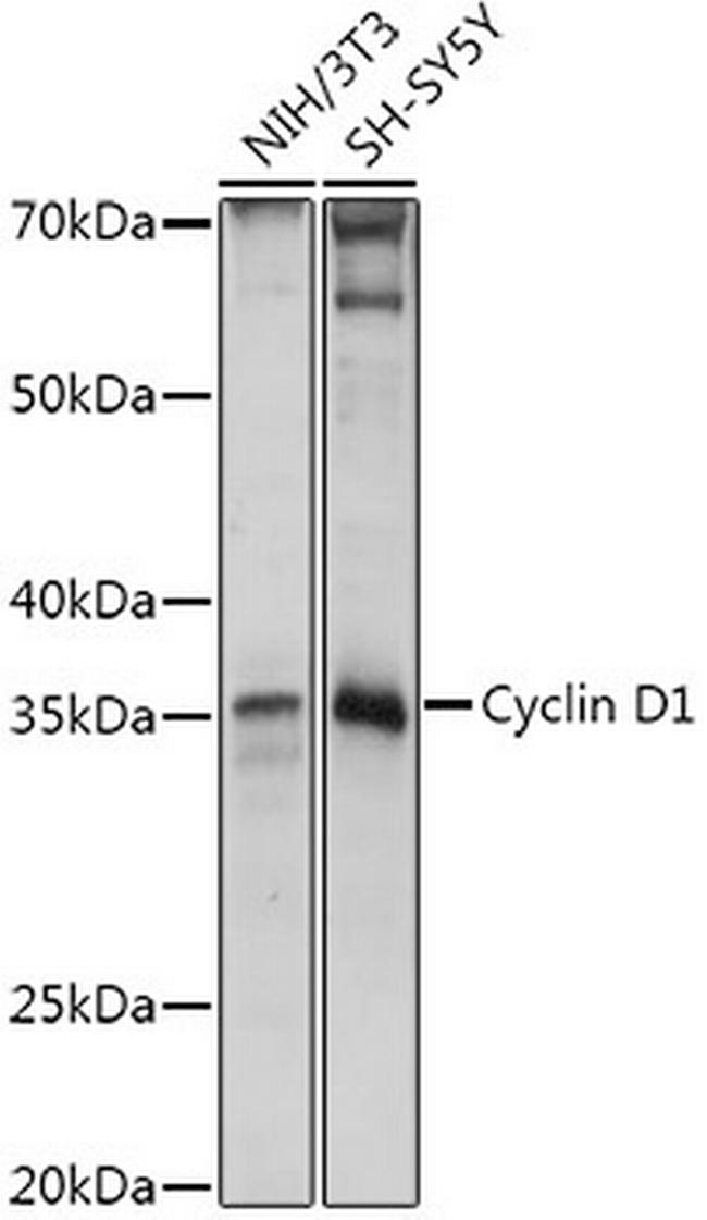 Cyclin D1 Antibody in Western Blot (WB)