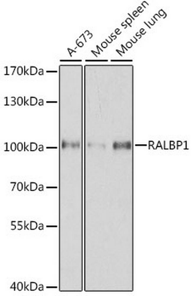 RALBP1 Antibody in Western Blot (WB)