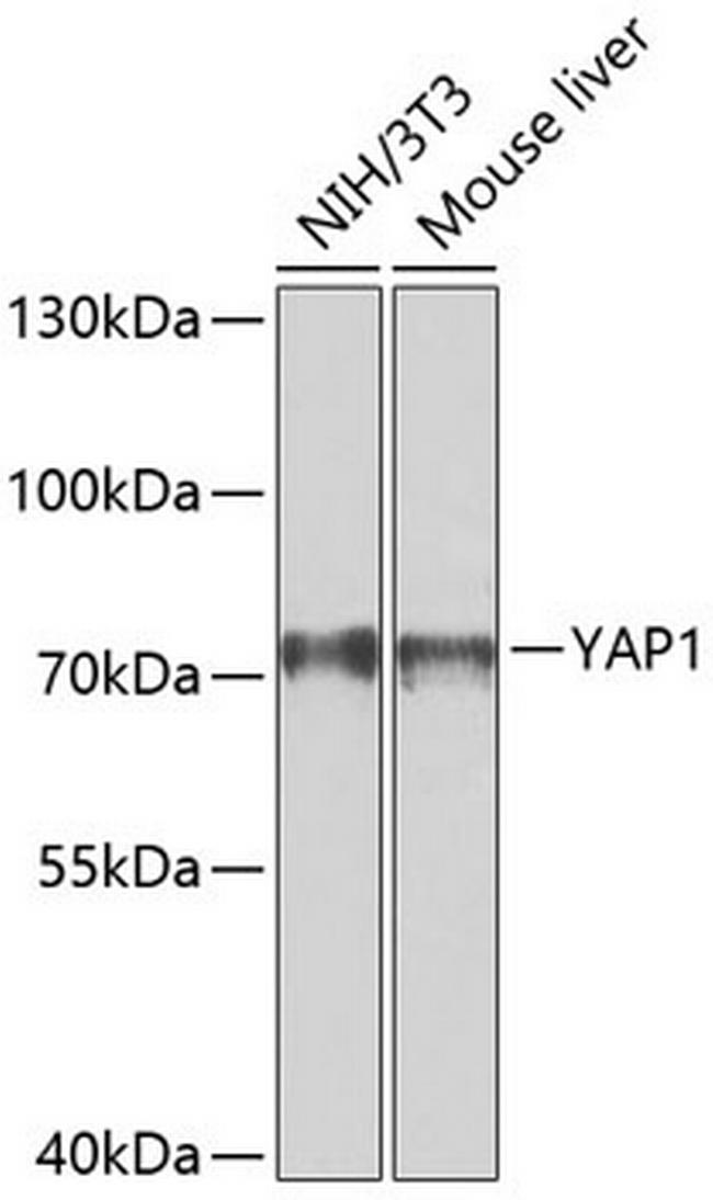 YAP1 Antibody in Western Blot (WB)