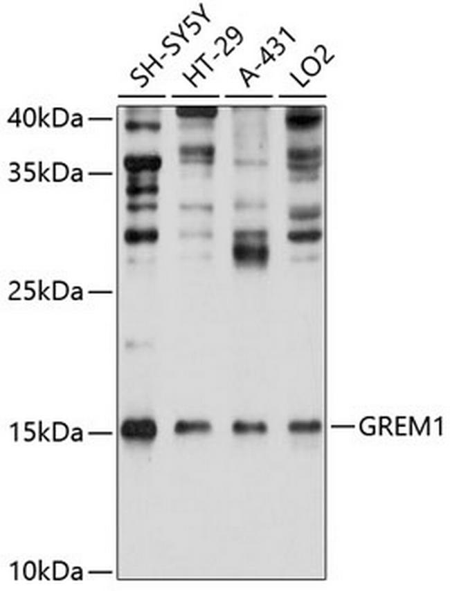 GREM1 Antibody in Western Blot (WB)