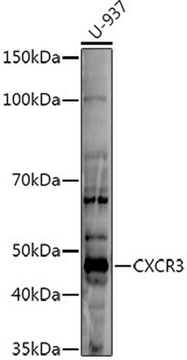 CXCR3 Antibody in Western Blot (WB)