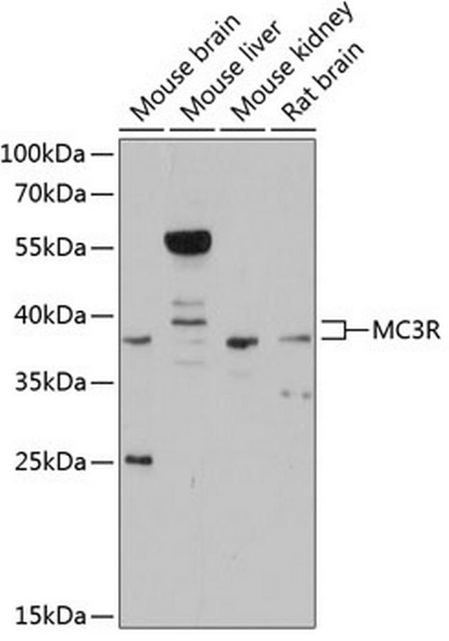 MC3R Antibody in Western Blot (WB)