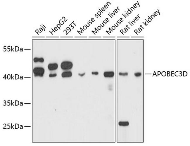 APOBEC3D Antibody in Western Blot (WB)