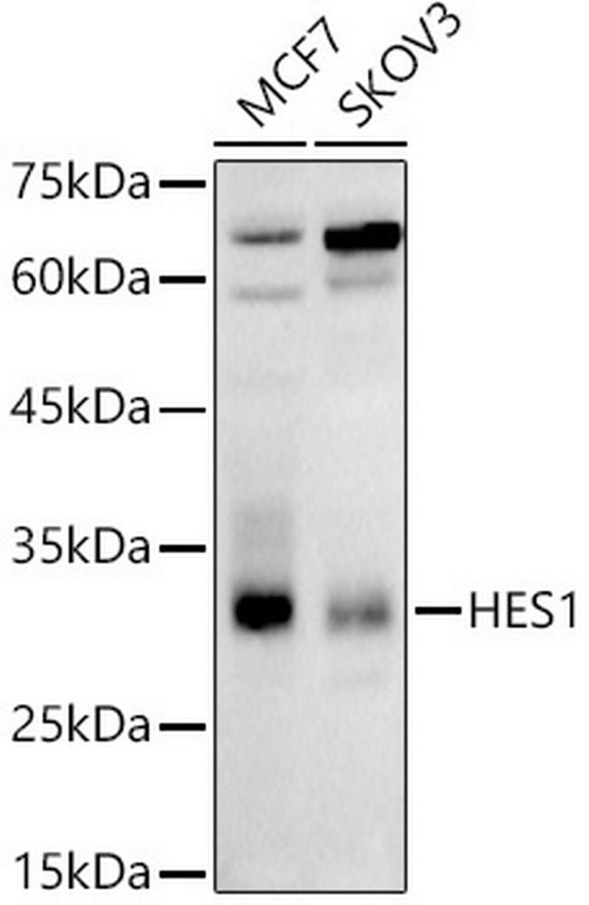 HES1 Antibody in Western Blot (WB)