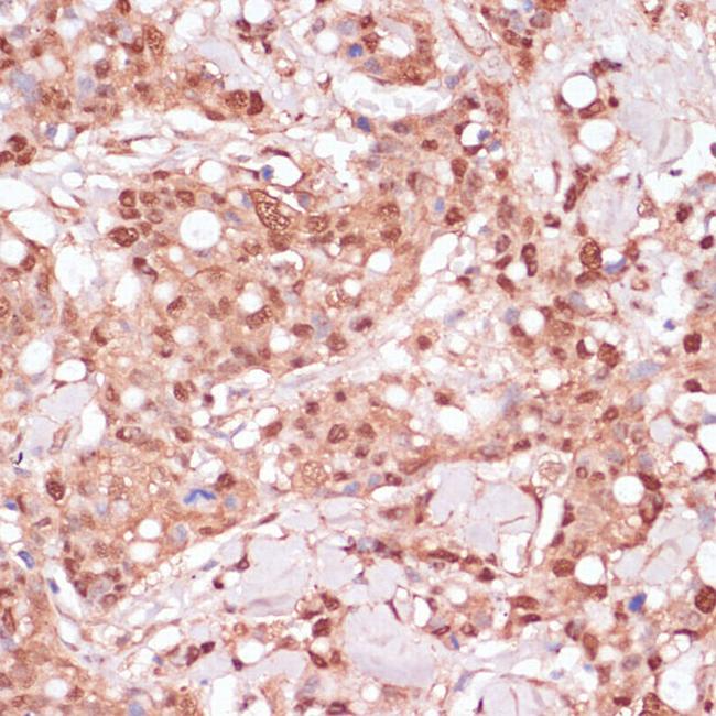 BYSL Antibody in Immunohistochemistry (Paraffin) (IHC (P))