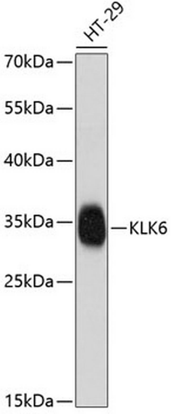 Kallikrein 6 Antibody in Western Blot (WB)