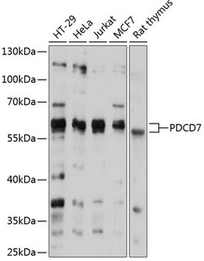 PDCD7 Antibody in Western Blot (WB)