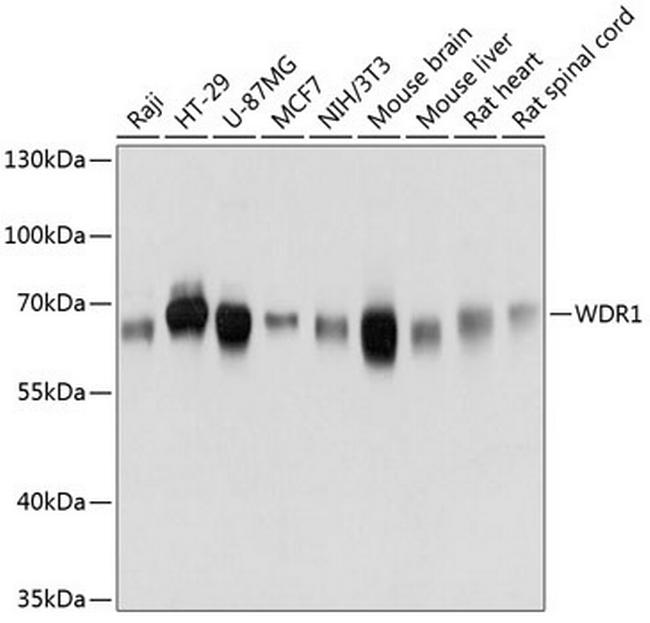 WDR1 Antibody in Western Blot (WB)