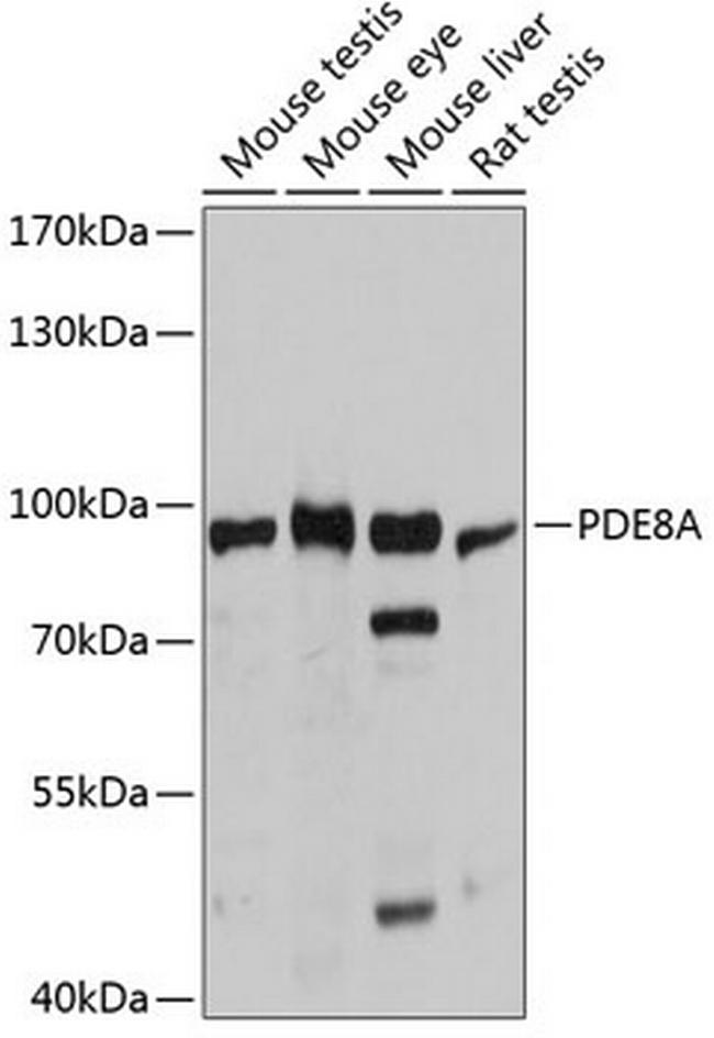 PDE8A Antibody in Western Blot (WB)