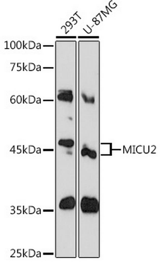 EFHA1 Antibody in Western Blot (WB)