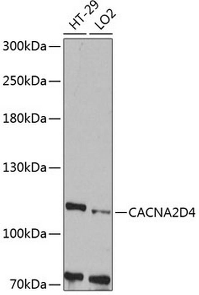 CACNA2D4 Antibody in Western Blot (WB)