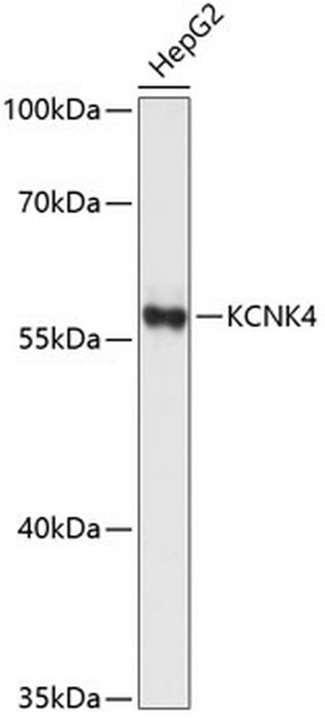 KCNK4 Antibody in Western Blot (WB)