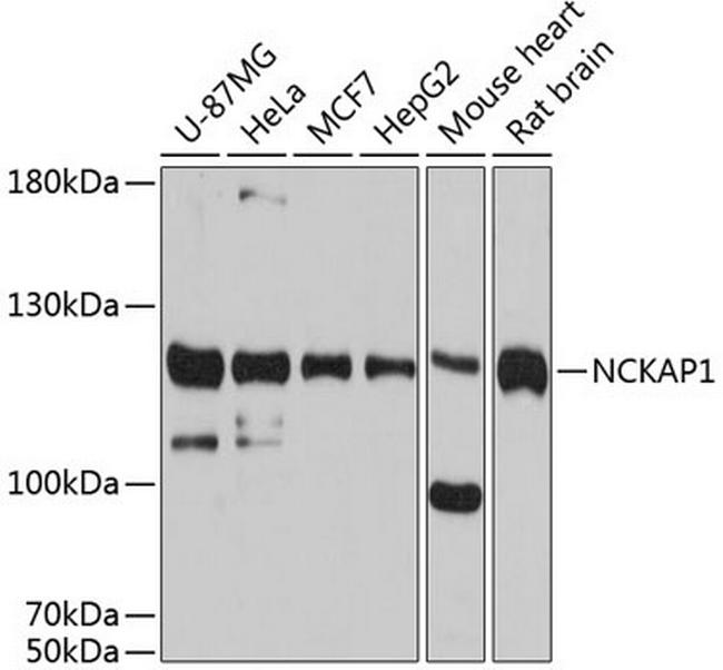 NCKAP1 Antibody in Western Blot (WB)