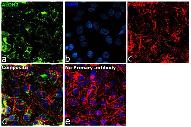 ALDH2 Antibody in Immunocytochemistry (ICC/IF)