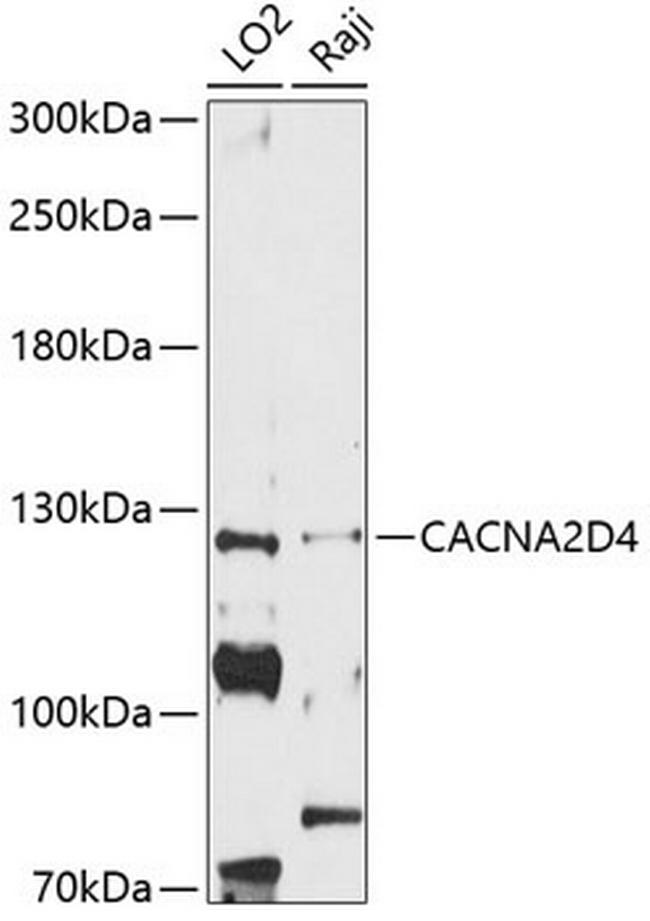 CACNA2D4 Antibody in Western Blot (WB)