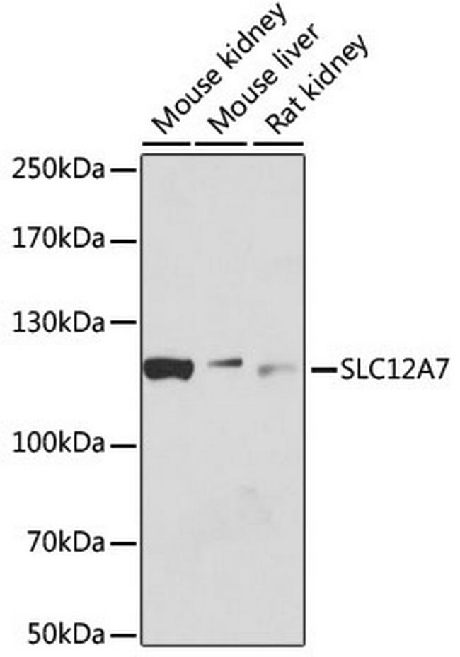 KCC4 Antibody in Western Blot (WB)