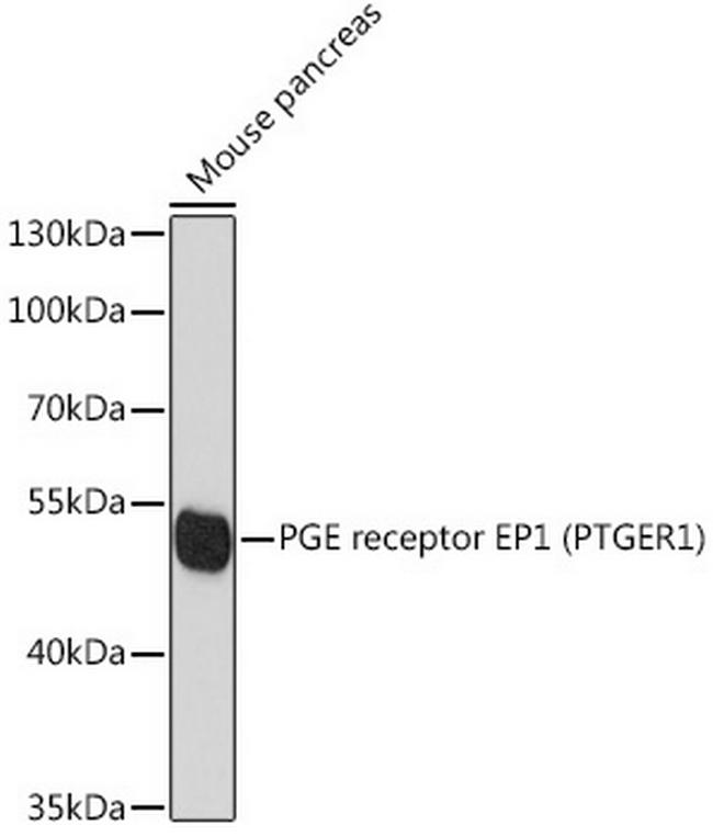 Prostaglandin E Receptor EP1 Antibody in Western Blot (WB)