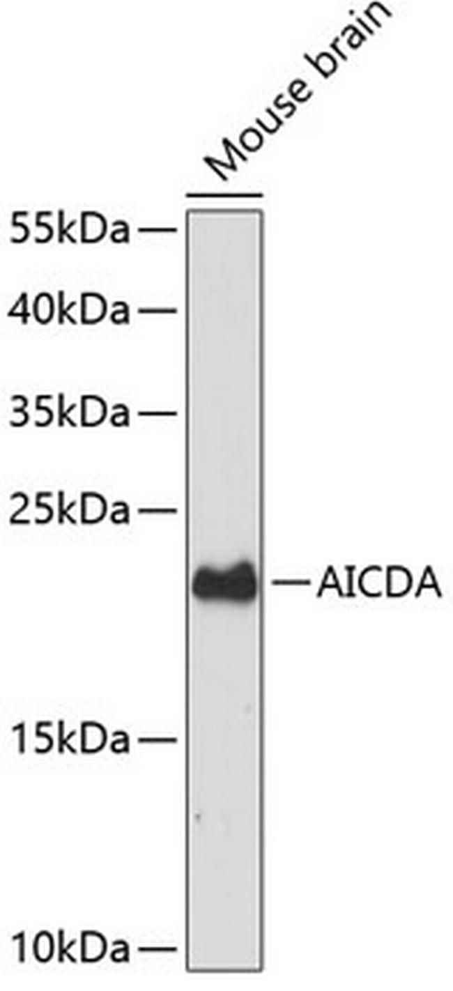 AID Antibody in Western Blot (WB)