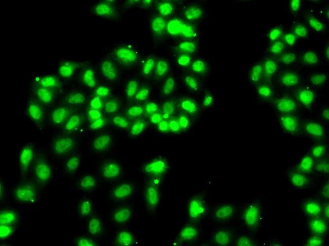 hnRNP A1 Antibody in Immunocytochemistry (ICC/IF)