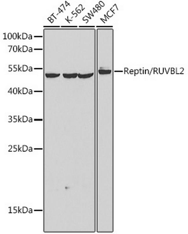 RUVBL2 Antibody in Western Blot (WB)