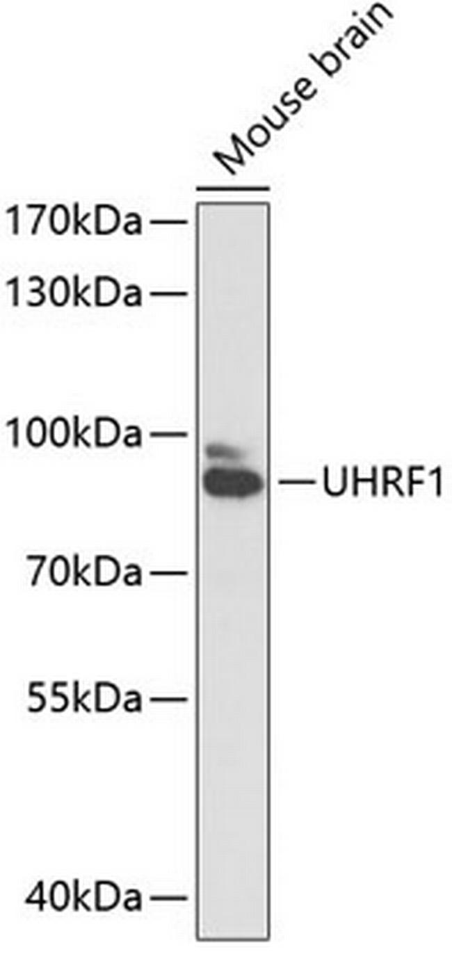 UHRF1 Antibody in Western Blot (WB)