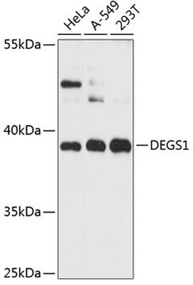 DEGS1 Antibody in Western Blot (WB)