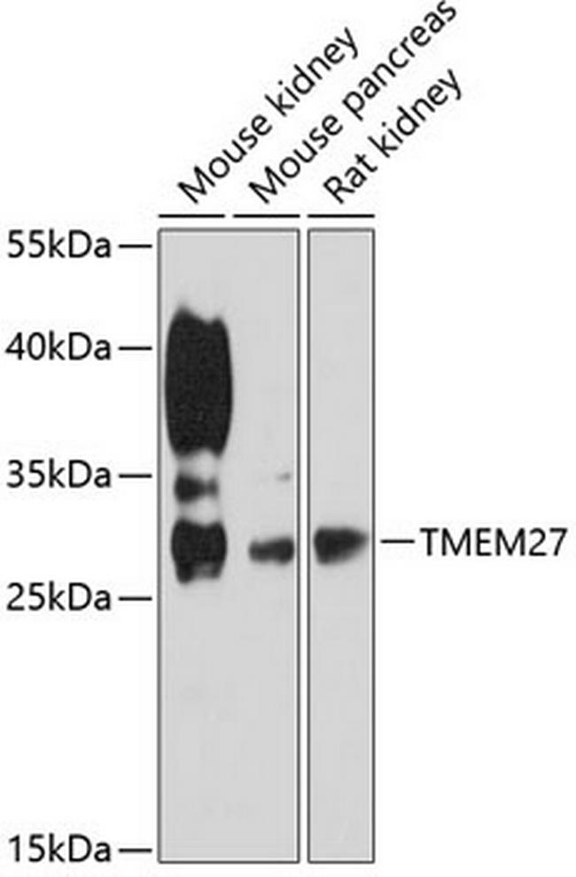 TMEM27 Antibody in Western Blot (WB)