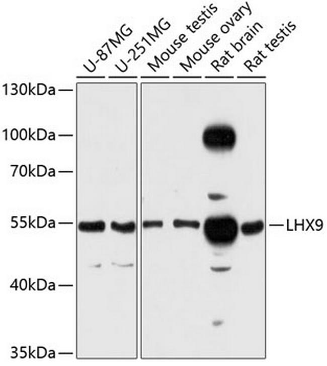 LHX9 Antibody in Western Blot (WB)