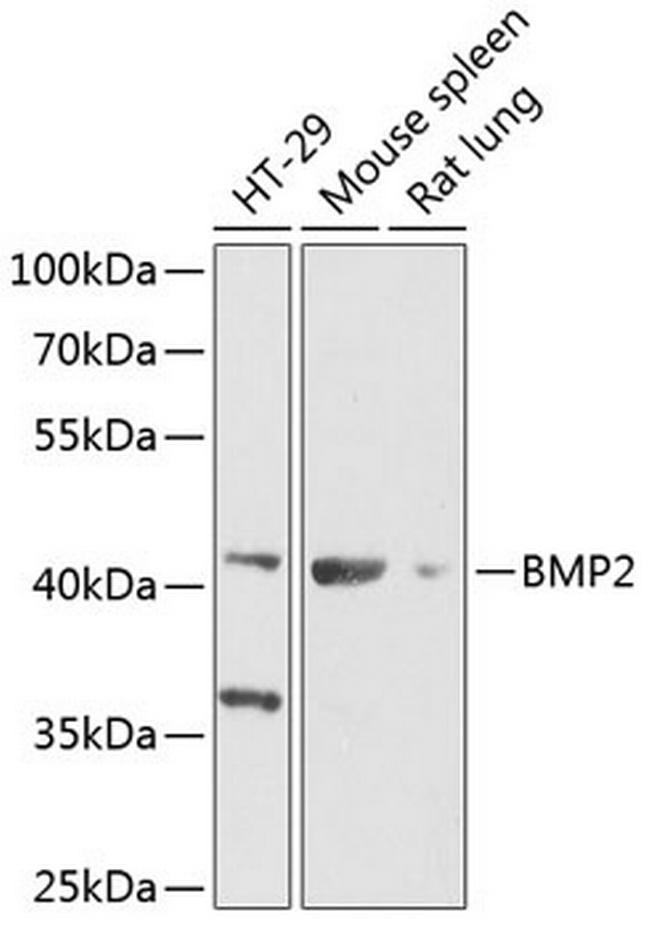 BMP-2 Antibody in Western Blot (WB)