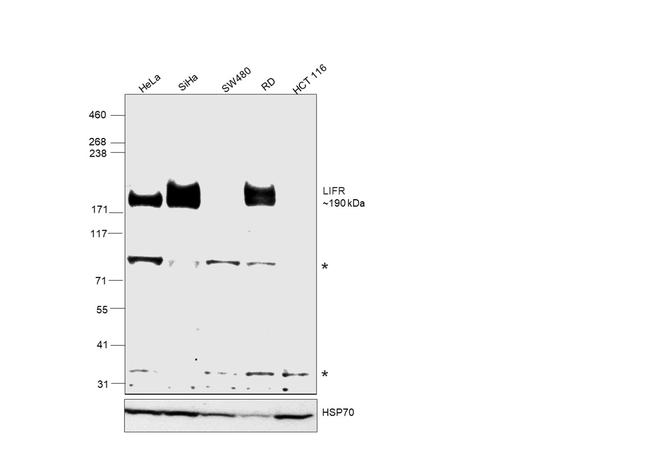 LIFR Antibody in Western Blot (WB)