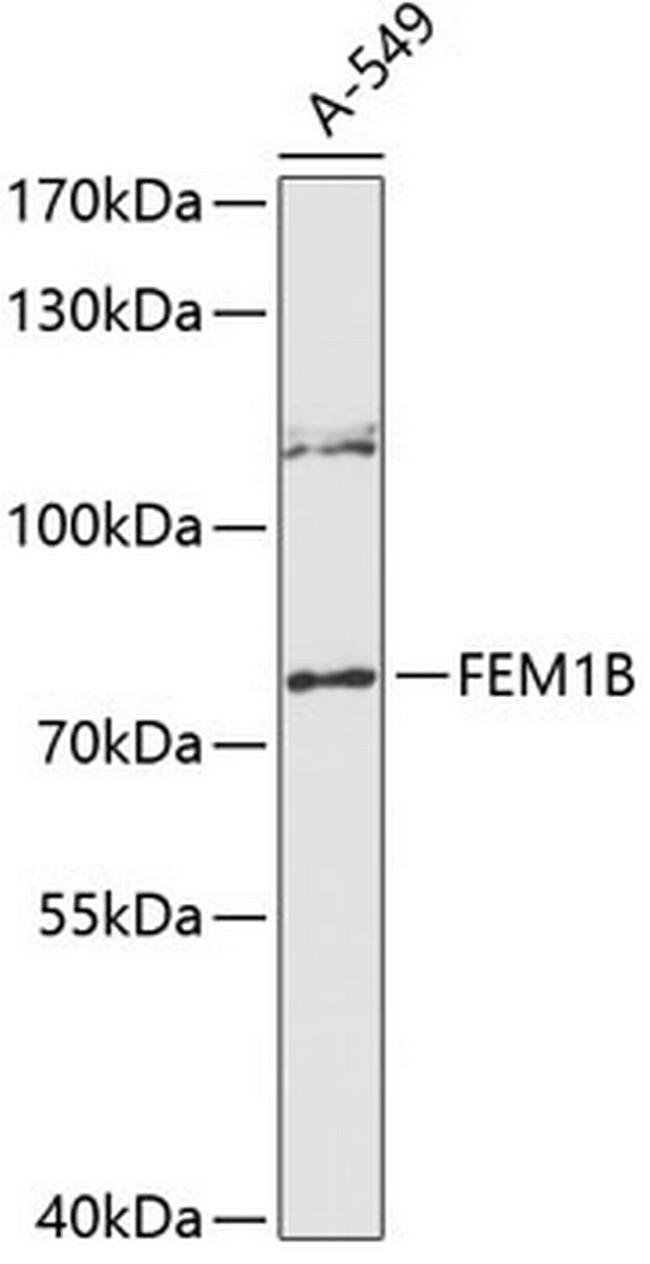 F1A alpha Antibody in Western Blot (WB)