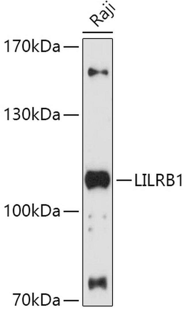 CD85j (ILT2) Antibody in Western Blot (WB)