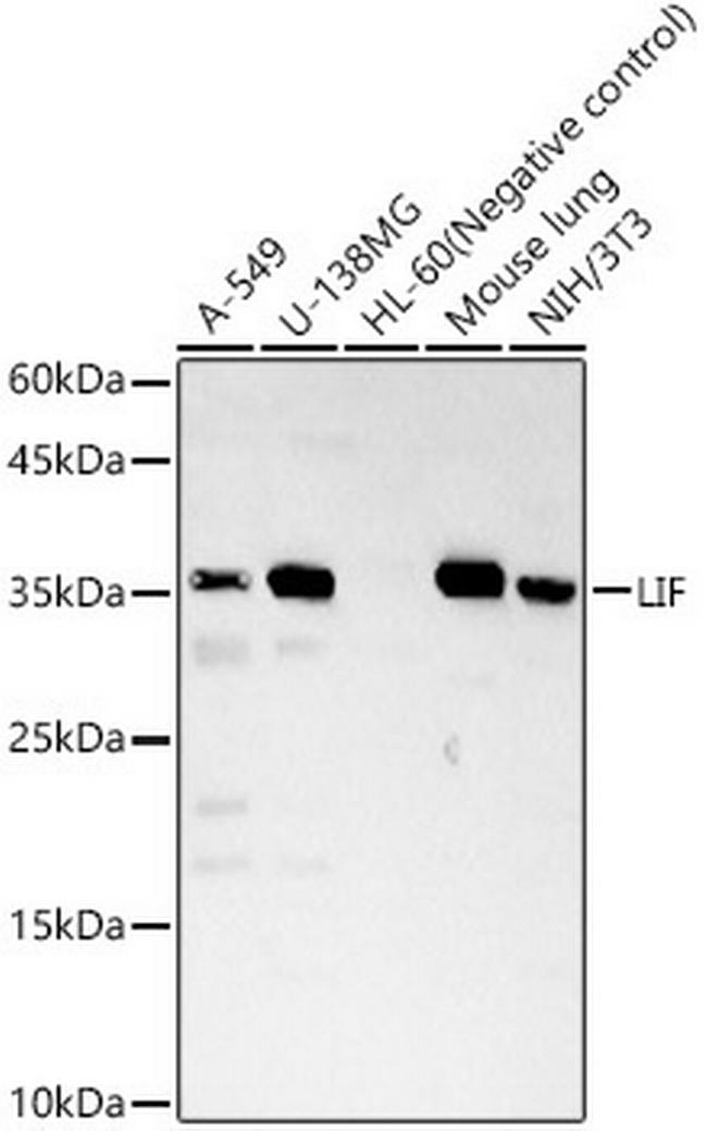 LIF Antibody in Western Blot (WB)