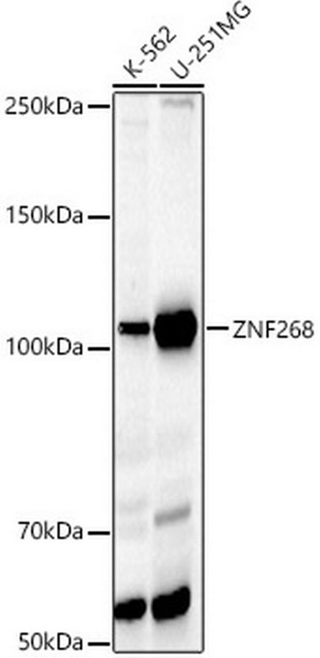 ZNF268 Antibody in Western Blot (WB)