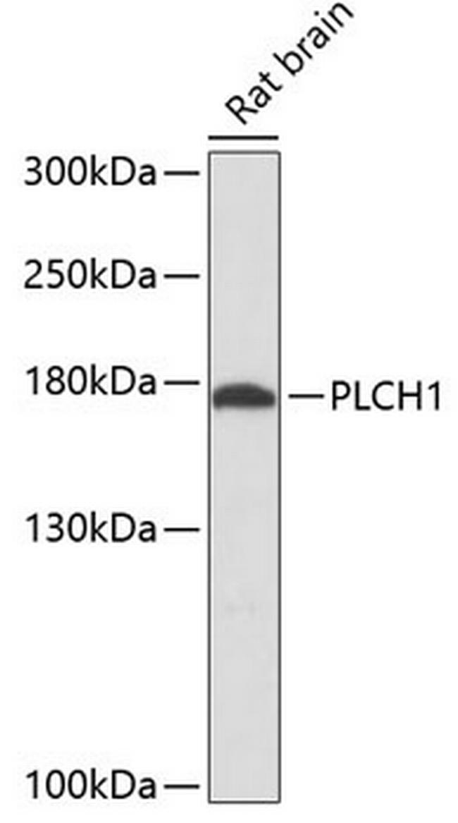 PLCH1 Antibody in Western Blot (WB)