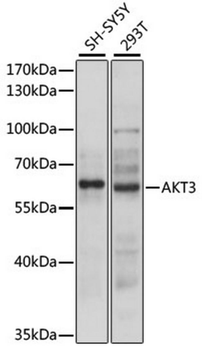 AKT3 Antibody in Western Blot (WB)