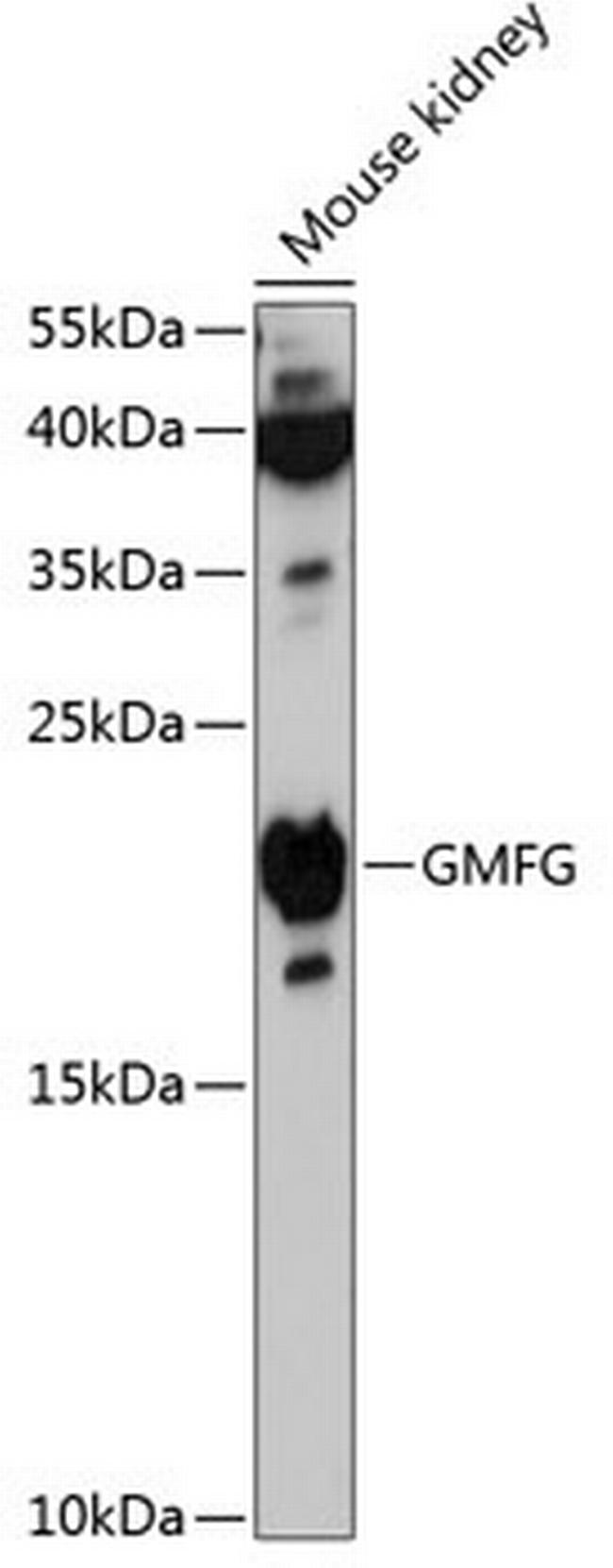 GMFG Antibody in Western Blot (WB)