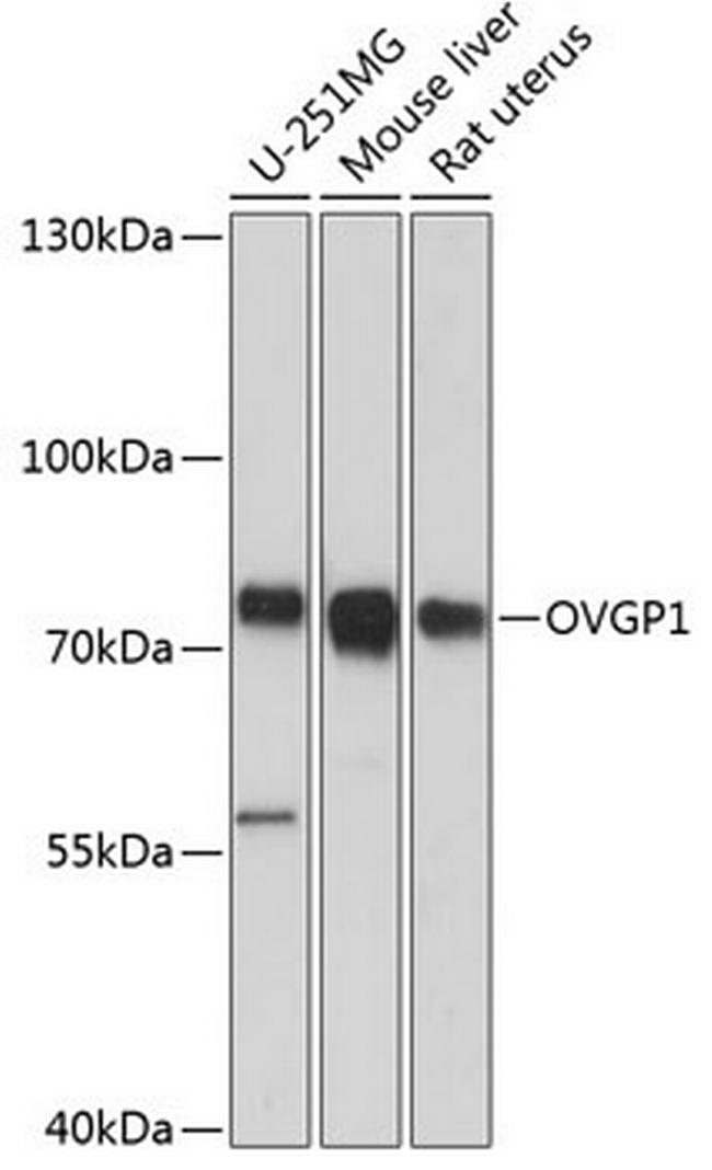 OVGP1 Antibody in Western Blot (WB)